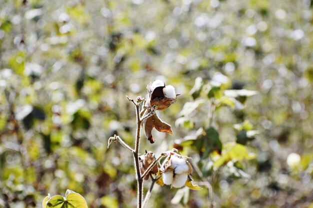 Cultivo de algodón