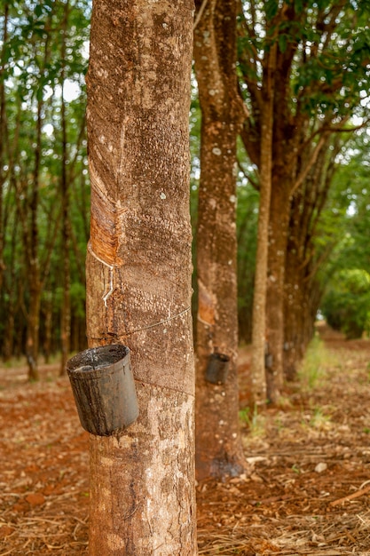 Cultivo de arbol de caucho