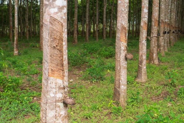 Cultivo de árboles de caucho aprovechando la temporada de cosecha recolectar el concepto de agricultura de látex de caucho lechoso