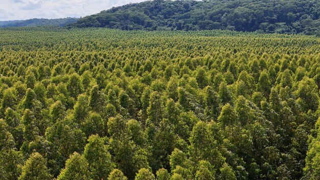 Foto cultivo de árboles de eucalipto