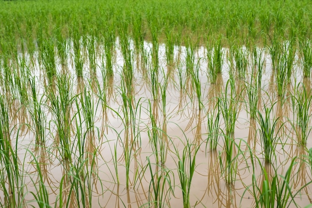 Cultivo de arroz con agua en plantación.