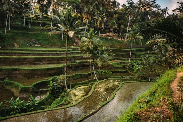 Cultivo de arroz en Bali Indonesia Terrazas de arroz con el cielo reflejado durante la hora dorada al atardecerxA