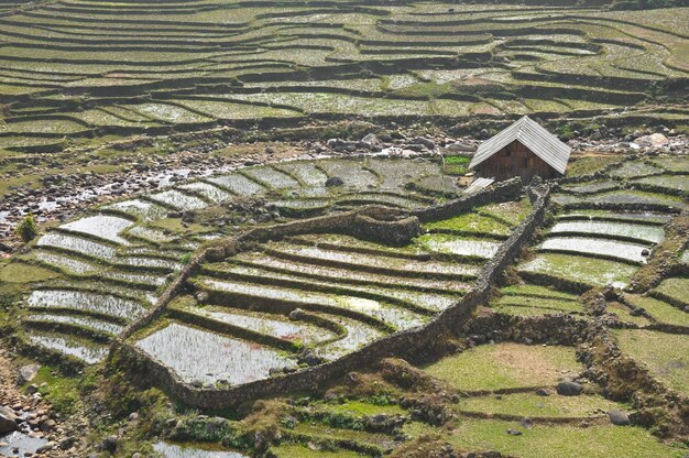 Cultivo de arroz con cabaña de agricultores en la montaña de Vietnam