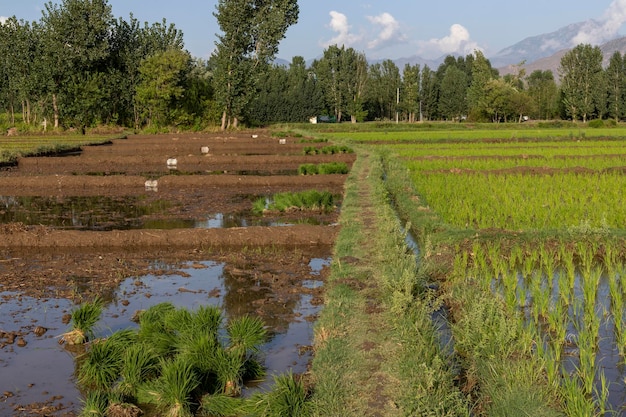Cultivo de arroz en campos inundados en verano