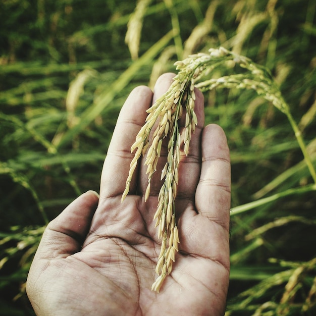 Foto cultivo de arroz cortado a mano