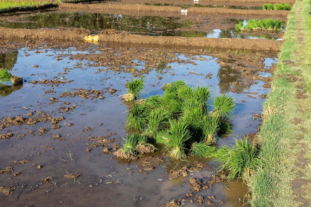 Cultivo de arroz mediante la división de plántulas de arroz y la replantación en campos de arroz inundados en Pakistán