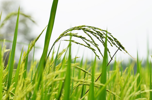 Foto cultivo de arroz listo para la cosecha