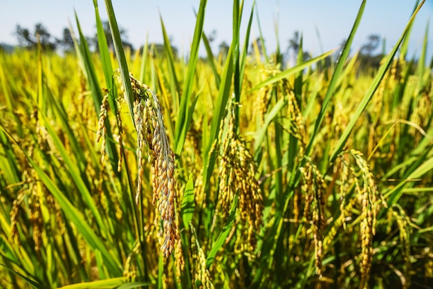 Cultivo de arroz en el norte de Tailandia en Mae Chaem en Chang Mai