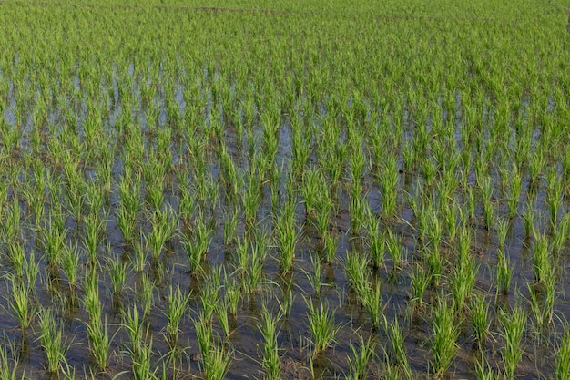 Cultivo de arroz que crece en el campo de arroz enfoque selectivo