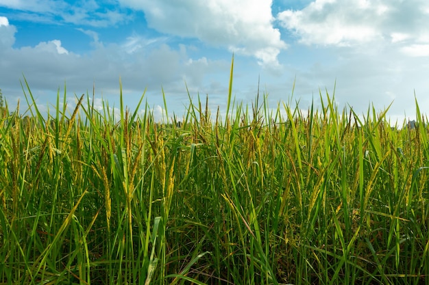 Cultivo de arroz bajo el sol