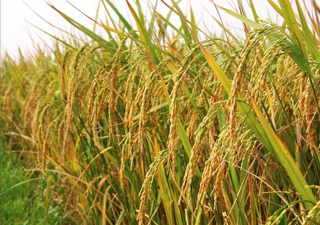 Cultivo de arroz bajo el sol