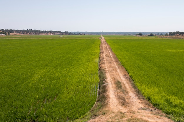 Foto cultivo de arrozales