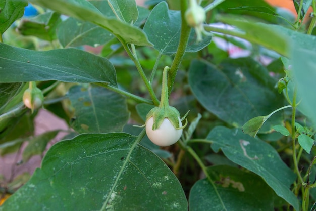 Cultivo de berenjena en el jardín.