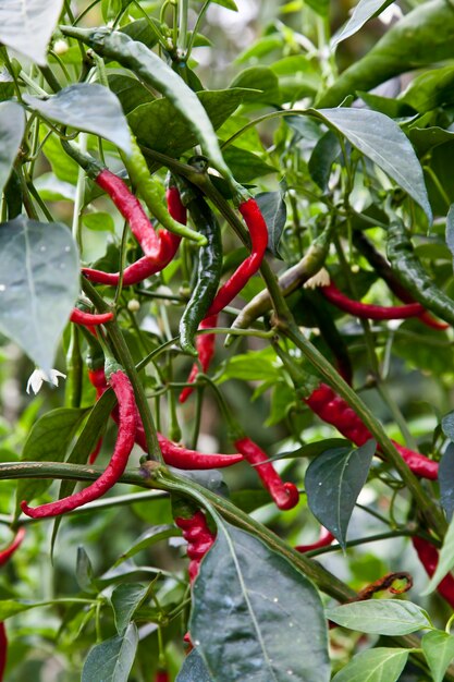 Foto cultivo biológico de pimentão vermelho, sem agrotóxicos