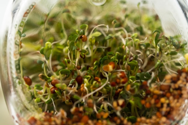 Cultivo de brotes en un frasco