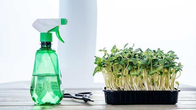 Cultivo de brotes de girasol y microvegetales en casa