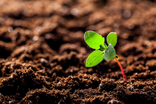 Cultivo de brotes jóvenes de maíz verde en el suelo