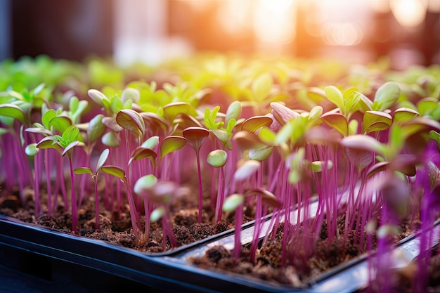 Cultivo de brotes de microgreens