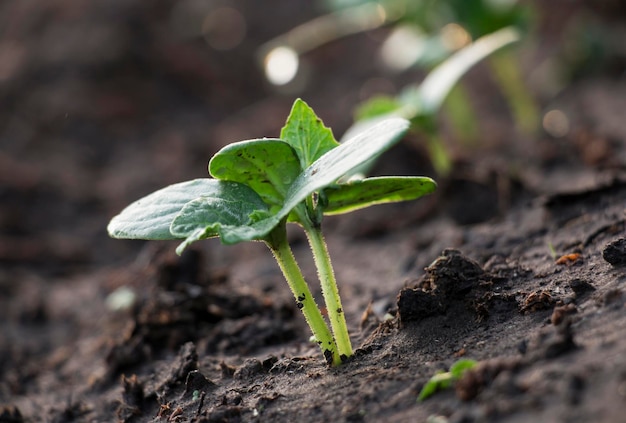 Cultivo de brotes de pepino