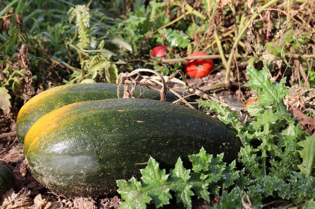 Foto cultivo de calabazas en un huerto