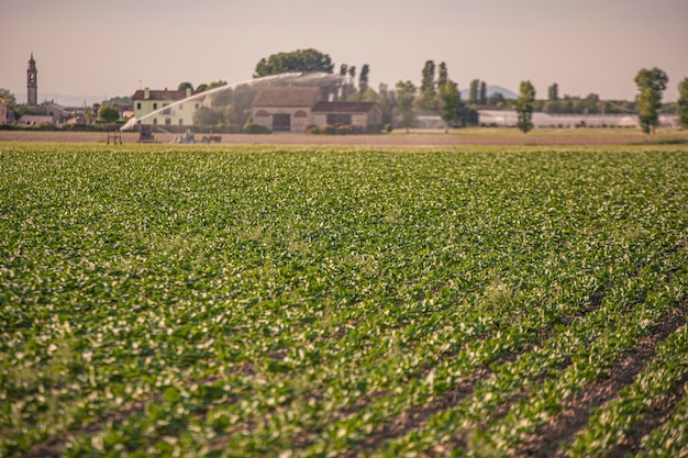 Foto cultivo de campo en el norte de italia en villanova del ghebbo