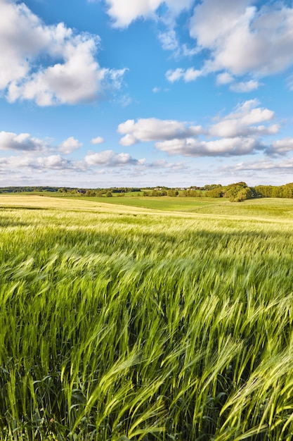 Cultivo de campo y nubes en el cielo azul para campos de trigo o fondo ecológico con hierba verde o plantas Crecimiento sostenible y desarrollo de granos en granjas vacías o paisajes agrícolas