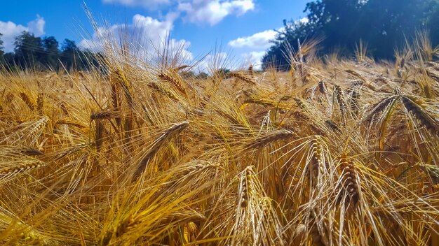 Cultivo en el campo