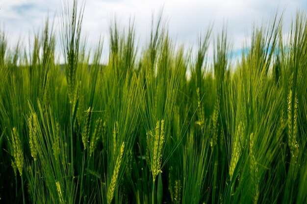 Cultivo en el campo