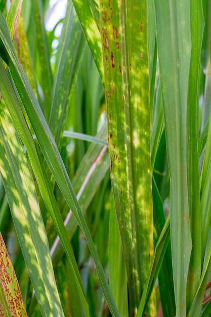 Cultivo de caña de azúcar Saccharum officinarum L enfermedad foliar y deficiencia nutricional