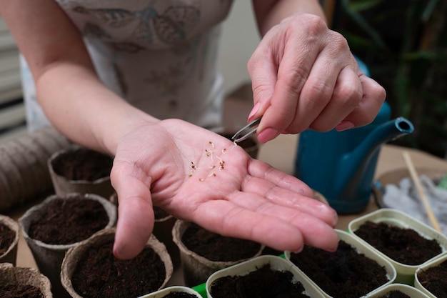 Foto cultivo caseiro de mudas para campo aberto