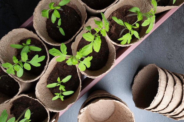 Foto cultivo caseiro de mudas para campo aberto