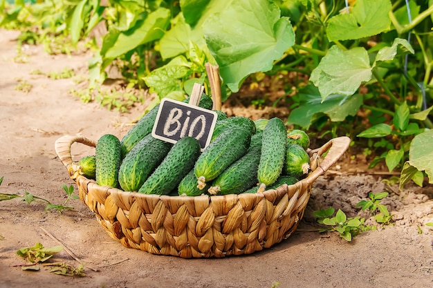 Cultivo caseiro de pepino e colheita. foco seletivo.