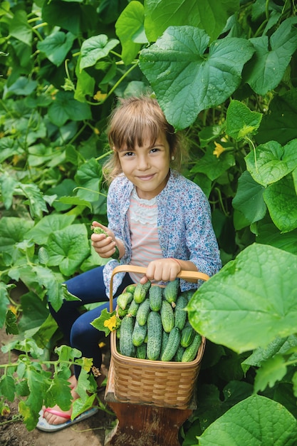 Cultivo caseiro do pepino e colheita nas mãos de uma criança.