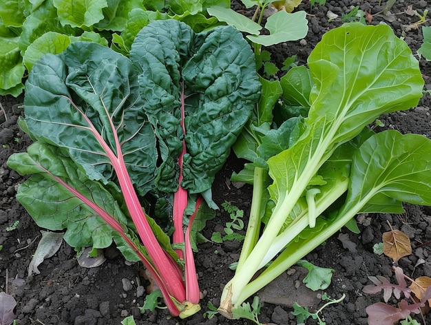 Foto cultivo de cavolo broccolo ramoso calabrese y chard en su huerta de casa