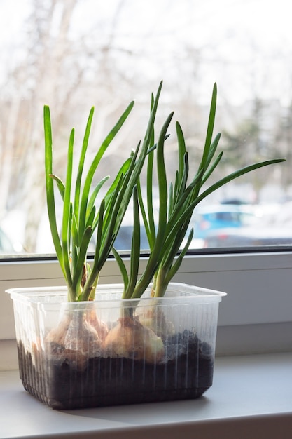 Cultivo de cebollas verdes en un recipiente de plástico en el alféizar de la ventana. El concepto de reciclaje de vajillas de plástico.