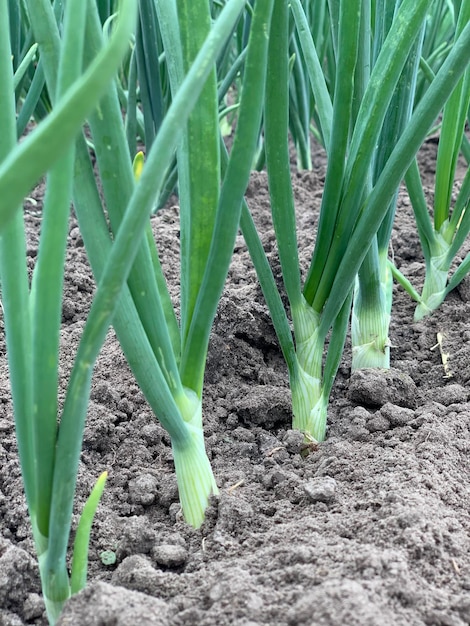 cultivo de cebollas verdes en el suelo