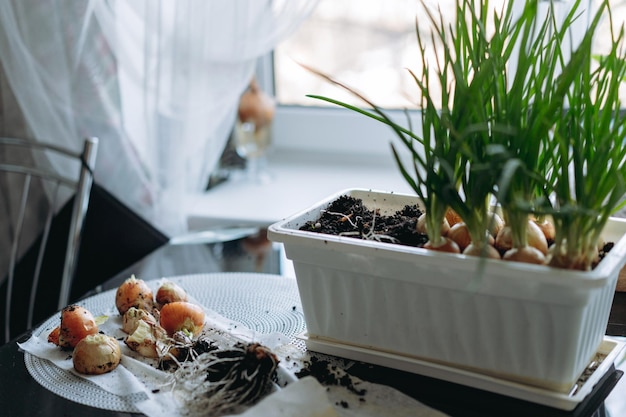 Cultivo de cebolleta en maceta de plástico blanco Concepto de jardinería doméstica