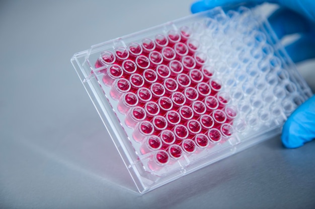 cultivo celular en el laboratorio de cultivo celular médico y medicina