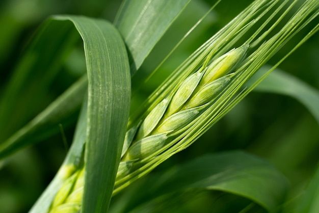 cultivo de cereal de cosecha de campo de trigo