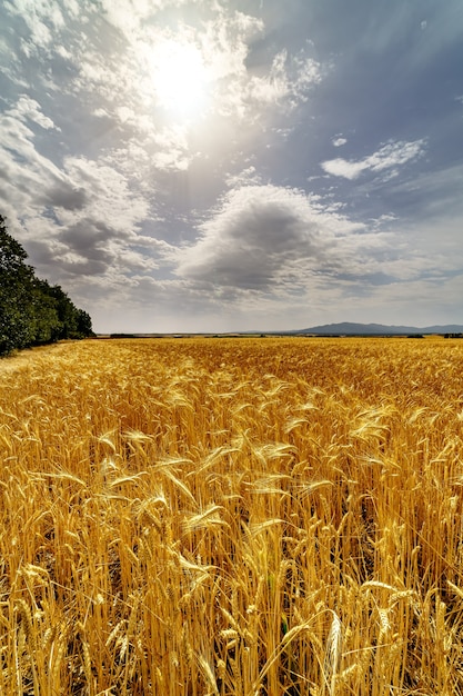 Cultivo de cereales, campo de espigas con cielo nublado de tormenta. Luz del sol con celaje.