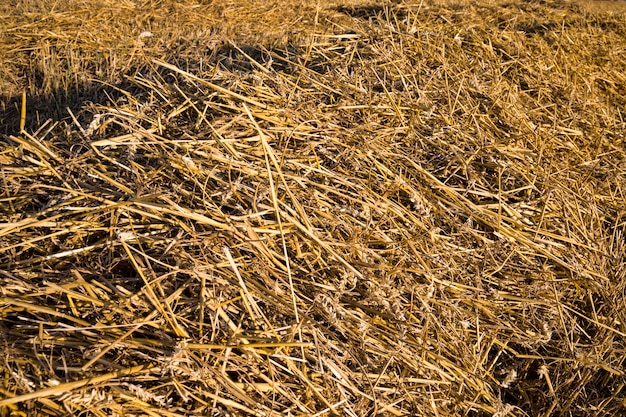 Foto cultivo de cereales en el campo