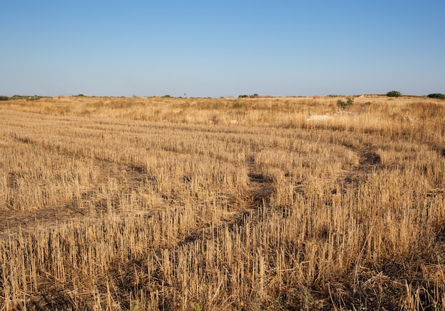 Cultivo de círculos en el campo.