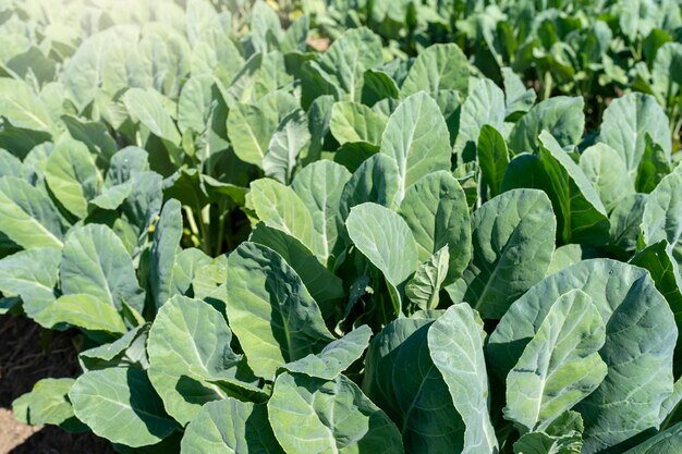 Foto cultivo de col en el jardín en un día soleado