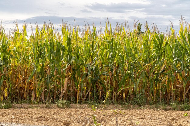 Cultivo colorido en campo de trigo