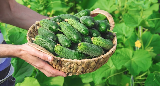 Cultivo y cosecha casera de pepino en manos de hombres.