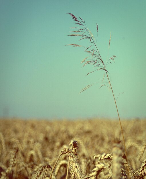 El cultivo crece en el campo contra un cielo despejado