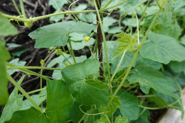 cultivo de cucamelon o melón de ratón en el jardín trasero fruta y flor de cucamelon harve