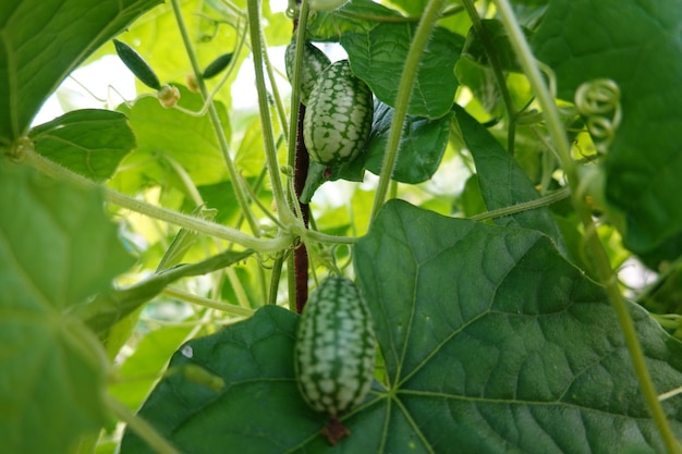 cultivo de cucamelon o melón de ratón en el jardín trasero fruta y flor de cucamelon harve