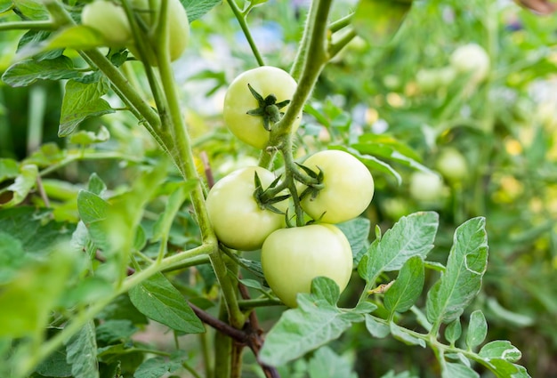 Cultivo y cuidado de los tomates