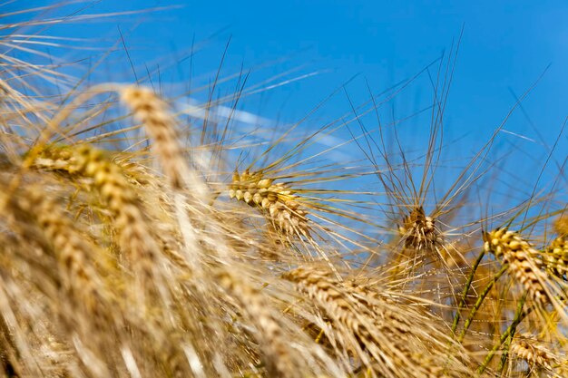 Cultivo para el cultivo de centeno y la cosecha de cereales.